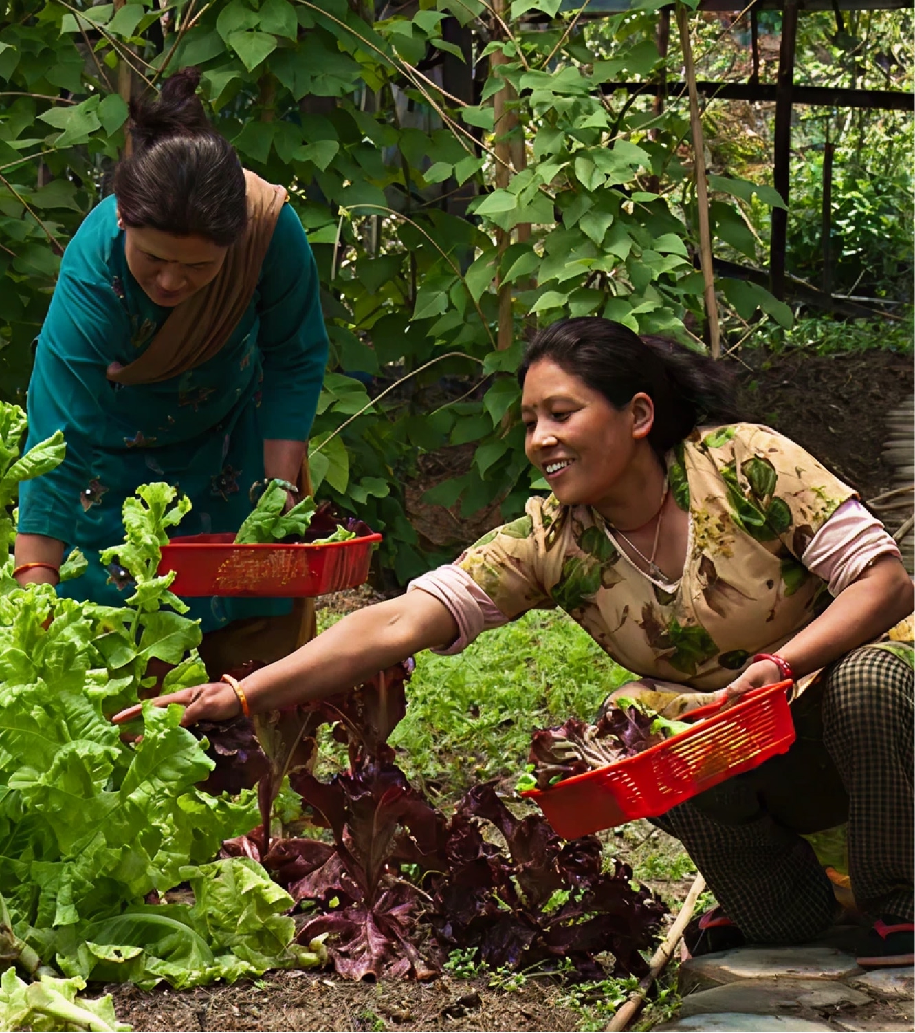 spinach-farm